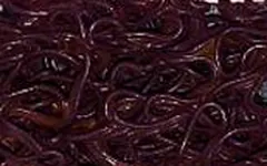 Tapete atrapamugre color morado