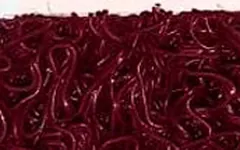 Tapete atrapamugre color vinotinto
